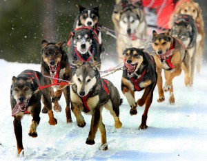 В Германии прошло соревнование в езде на собачьих упряжках