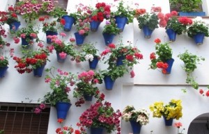 Выставка цветов в Santa Cruz de La Palma