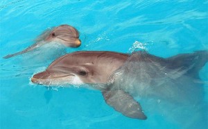 В Хургаде планируется построить дельфиний заповедник