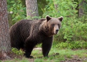 Сезон охоты на медведя в Финляндии