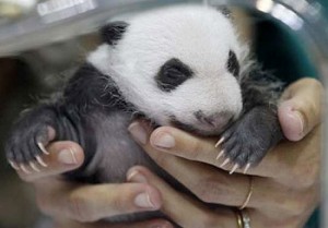 Детёныш большой панды появился на свет в мадридском зоопарке