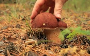 Ежегодный Праздник грибов в Варене