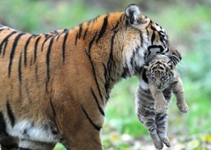 Суматранский тигренок появился в лондонском зоопарке впервые за 17 лет