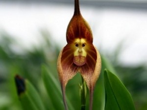 Эквадор официально признан страной орхидей