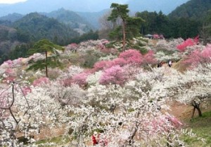 Фестиваль Ume Matsuri - цветения сливы в Токио