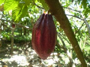 Маршрут, посвященный какао появится в провинции Villanueva, в Гондурасе