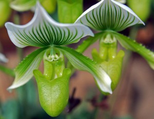 Любителей орхидей ждет Sanya International Orchid Show