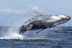 Прогулки с китами — новый тур Доминиканы