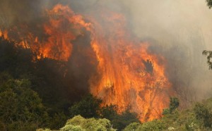 В Чили сгорел национальный парк 
