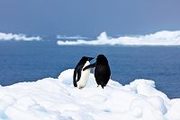    Antarctica Penguins