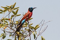    Pendjari National Park, Benin