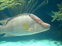   ,    Bermuda Aquarium, Museum & Zoo (BAMZ)