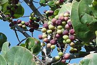   Sea grapes