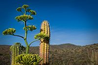   Aruba Flora