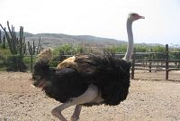    Aruba ostrich Farm
