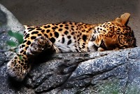     Zoo jaguar