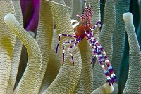   Belize barrier reef