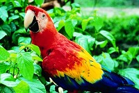 - Red Bank scarlet macaw