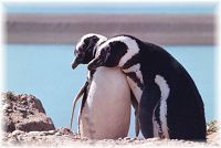Penguins at Punto Tombo