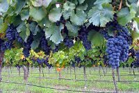 Mendoza Wine Tours