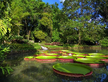 Ботанический сад в Рио-де-Жанейро