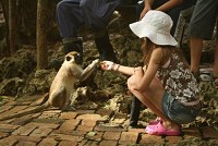 Barbados Wildlife Reserve  "  "