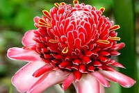   Flower Forest