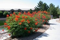    Oistins Caesalpinia pulcherrima