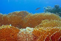 ,   Bahamas Coral Reef