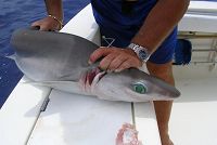   bahamas fishing deep-water