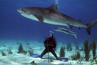     Bahamas Diving