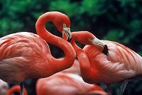    The Greater Flamingo Inagua island