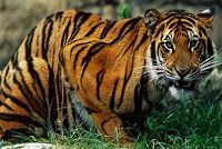      Bengal Tigers Sundarbans National Park