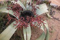 -  "" welwitschia plant female