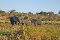  -  Angola elephants