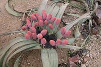  -  "" welwitschia plant male