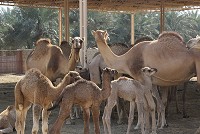   - Camel Farm