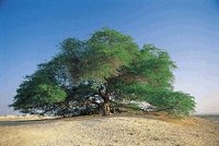   Tree of Life