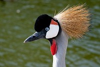  - Al-Areen Wildlife Park & Reserve
