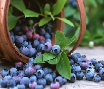  bilberries