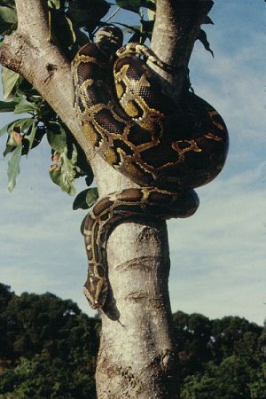 Python molurus bivittatus