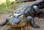Мадагаскар - Крокодилы