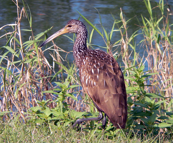 Aramus guarauna