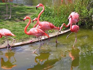 Metro Toronto Zoo 