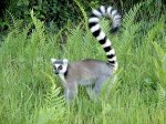Мадагаскар - Заповедные тропы острова Лемуров