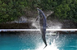  Dolphin Bay