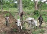 Бенин - Животноводство и промышленность Бенина