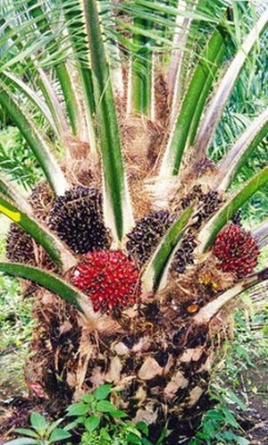 Основу экспорта составляет сельскохозяйственное сырье (около 70% — продукты масличной пальмы)