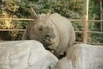 Ботсвана - Хама - Заповедник носорогов