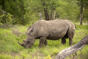 Сегодня заповедник Хама стал настоящим убежищем для носорогов
